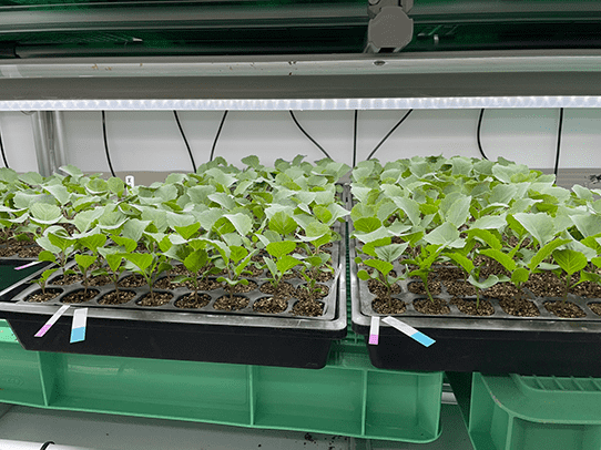 育苗トレイに並んだ葉物野菜の苗とLED照明