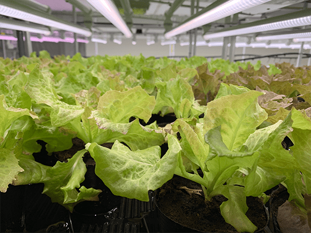 自動灌水によって青々と大きく成長した葉物野菜