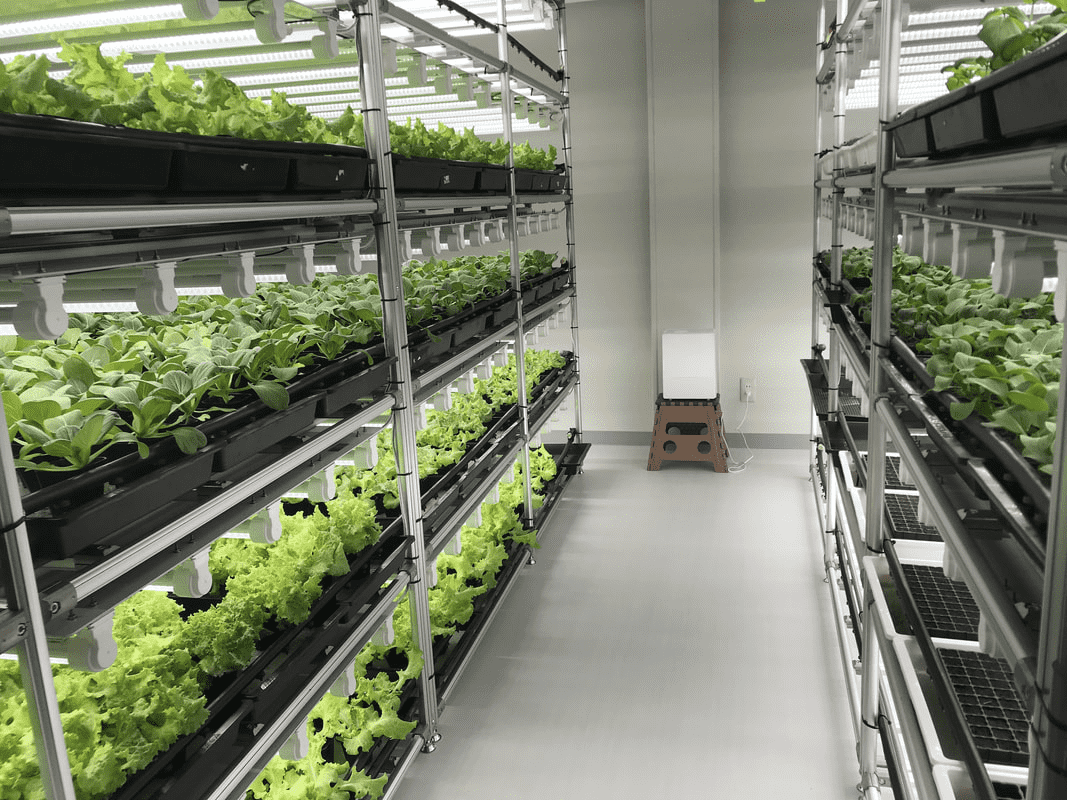 LED植物育成ラックでレタスを栽培している様子